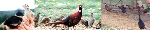 Game birds from the Vendee region